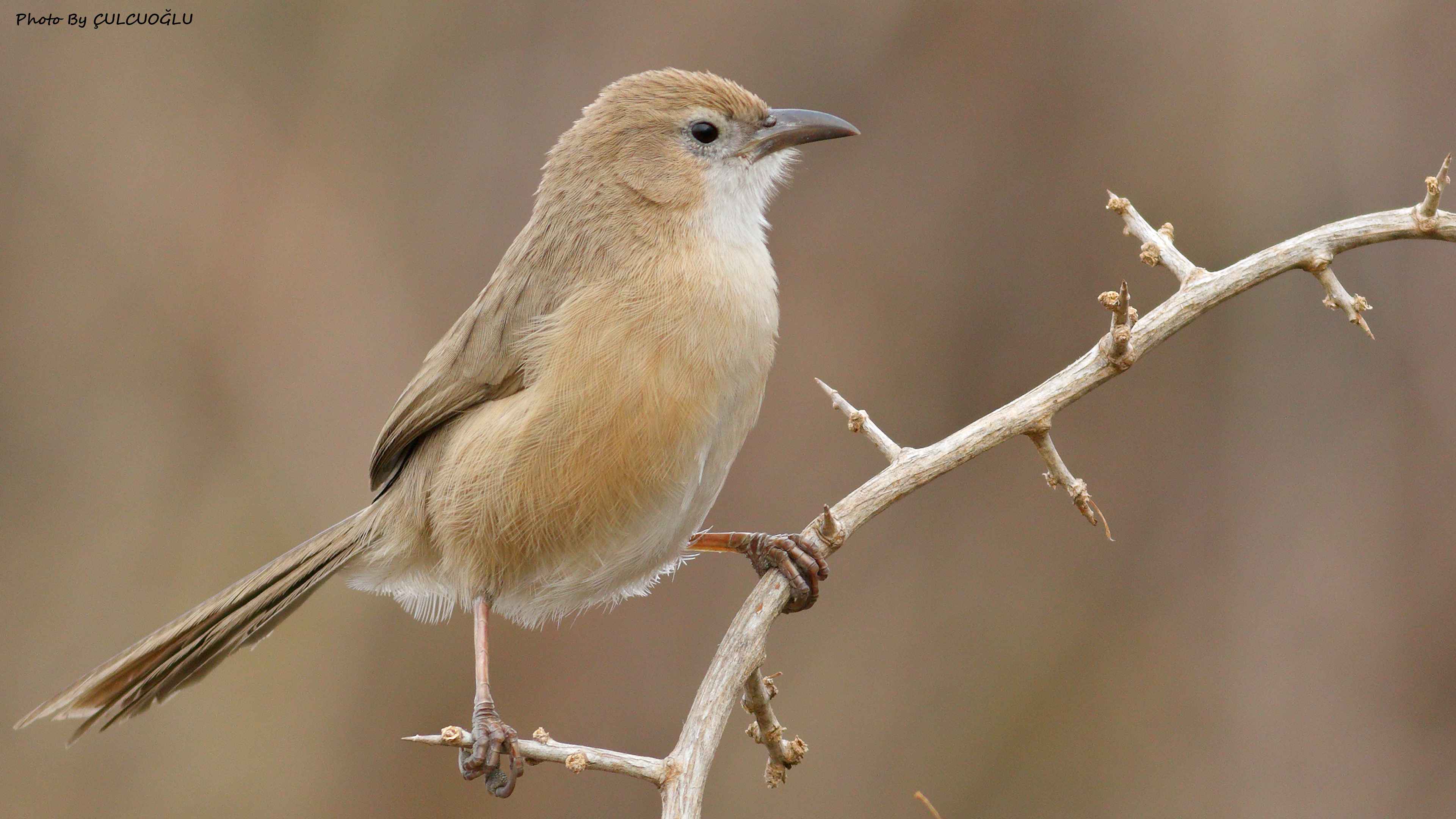 Iraq Babbler